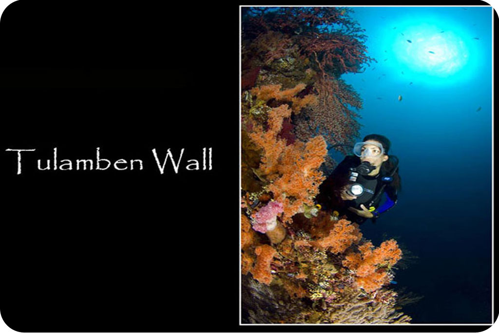 bali special dive packages