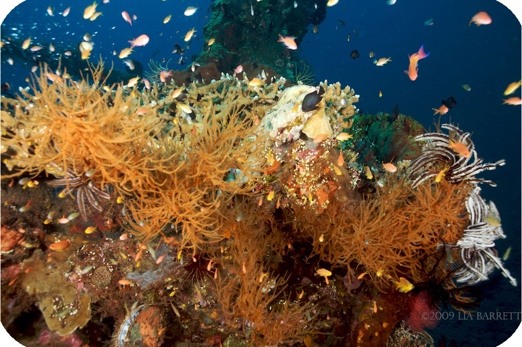 Bali Tulamben Divesite Kubu Reefs