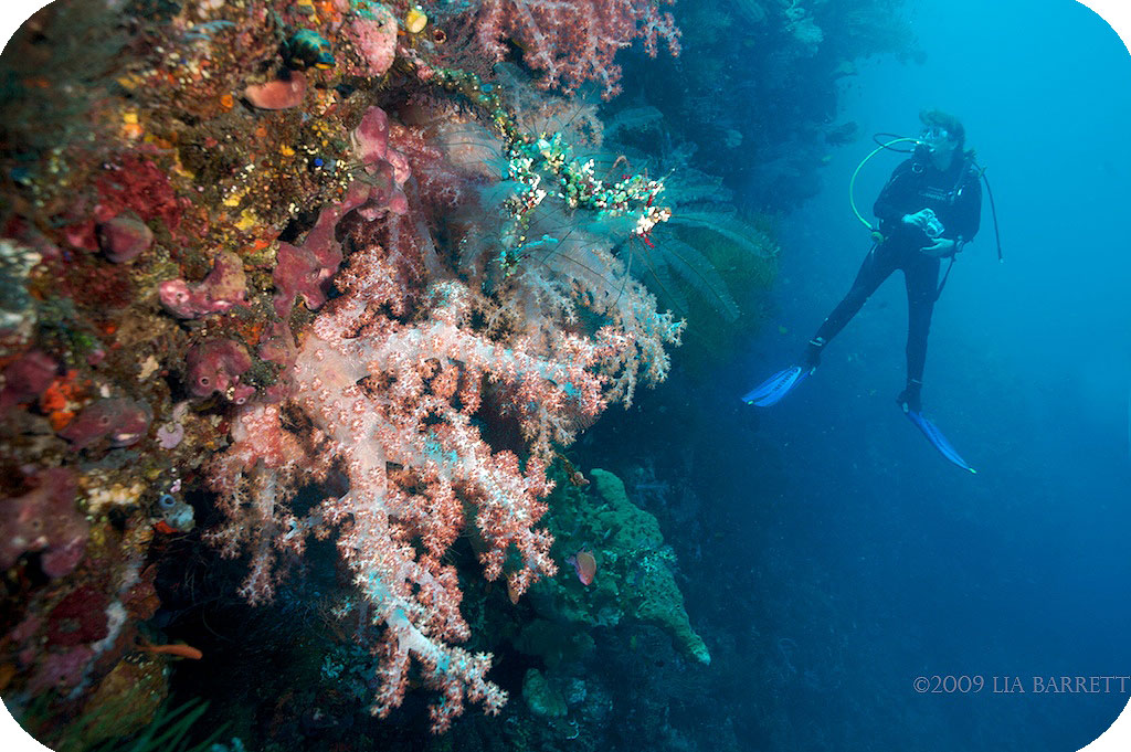 Bali Tulamben Divesite Kubu Reef